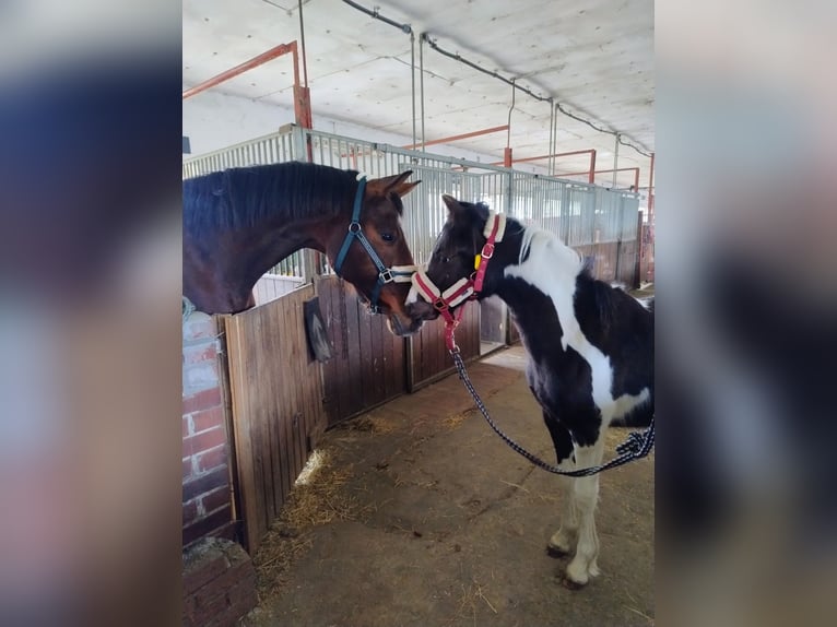 Pony tedesco Mix Giumenta 1 Anno 143 cm Pezzato in Burg