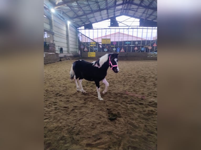 Pony tedesco Mix Giumenta 1 Anno 143 cm Pezzato in Burg