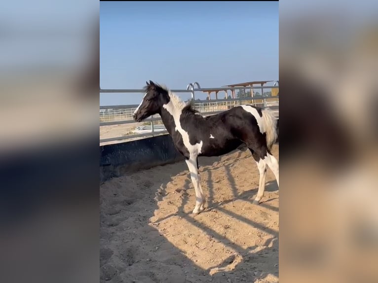 Pony tedesco Mix Giumenta 1 Anno 143 cm Pezzato in Burg