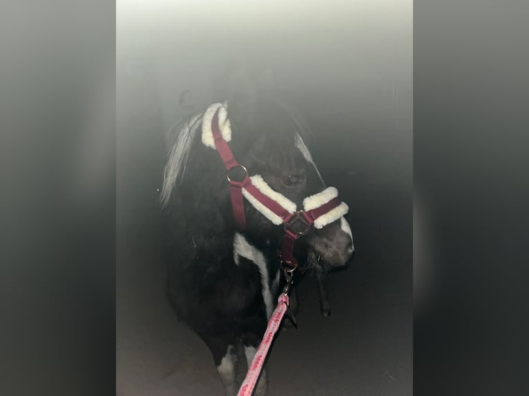 Pony tedesco Mix Giumenta 1 Anno 143 cm Pezzato in Burg
