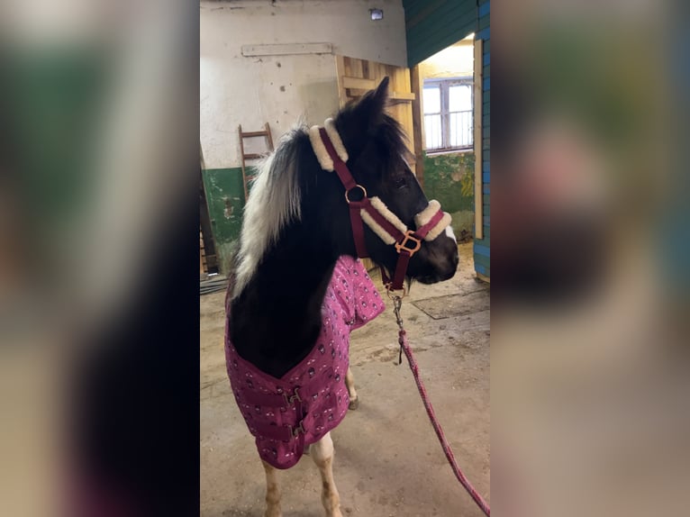 Pony tedesco Mix Giumenta 1 Anno 143 cm Pezzato in Burg