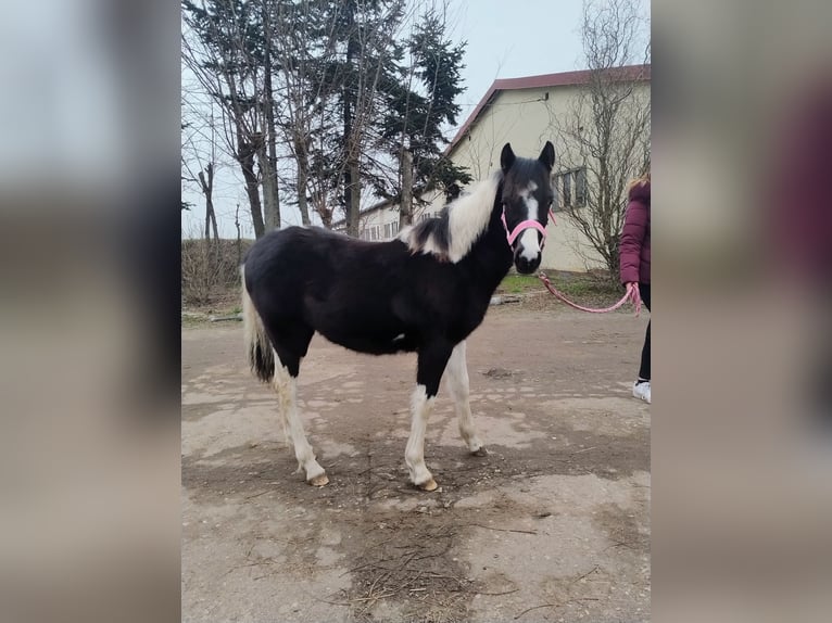 Pony tedesco Mix Giumenta 1 Anno 143 cm Pezzato in Burg