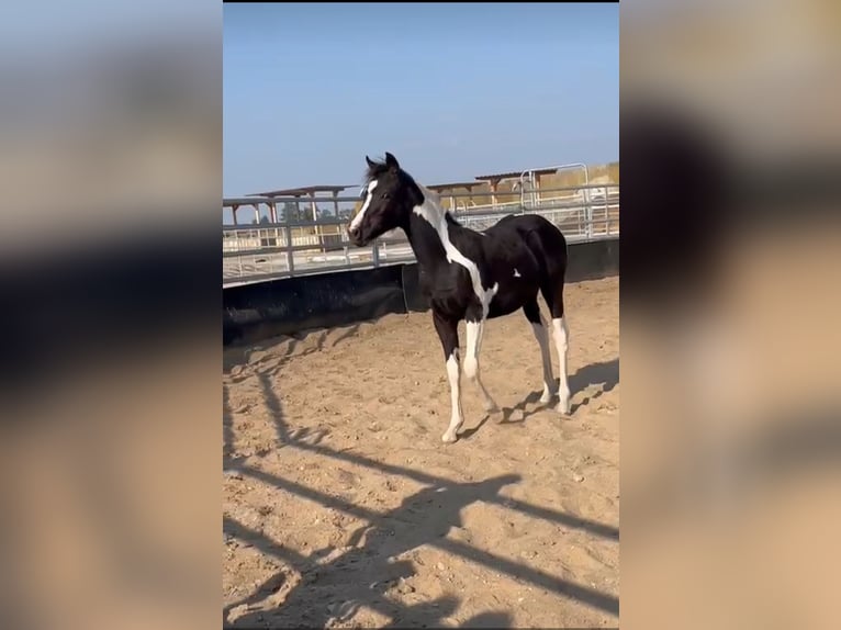 Pony tedesco Mix Giumenta 1 Anno 143 cm Pezzato in Burg
