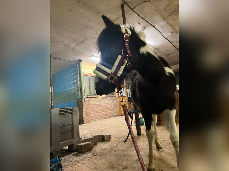 Pony tedesco Mix Giumenta 1 Anno 143 cm Pezzato in Burg
