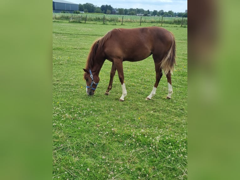 Pony tedesco Giumenta 1 Anno 143 cm Sauro in Linnich