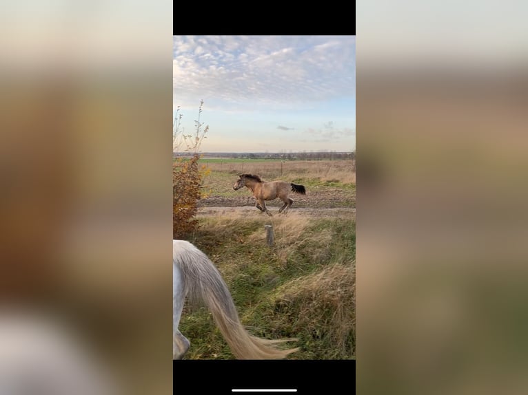 Pony tedesco Giumenta 1 Anno 145 cm Pelle di daino in Beelitz