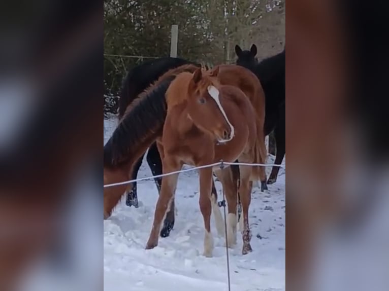 Pony tedesco Giumenta 1 Anno 146 cm Sauro in Nordenham