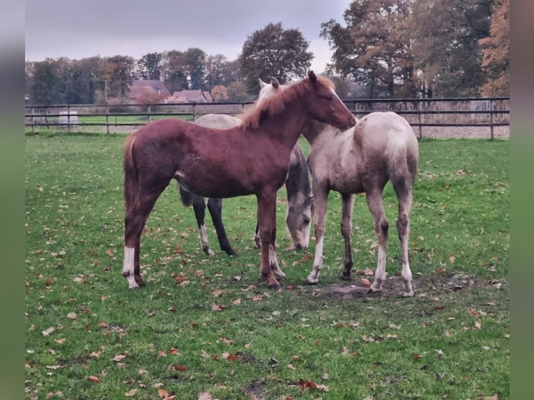 Pony tedesco Giumenta 1 Anno 146 cm Sauro in Nordenham