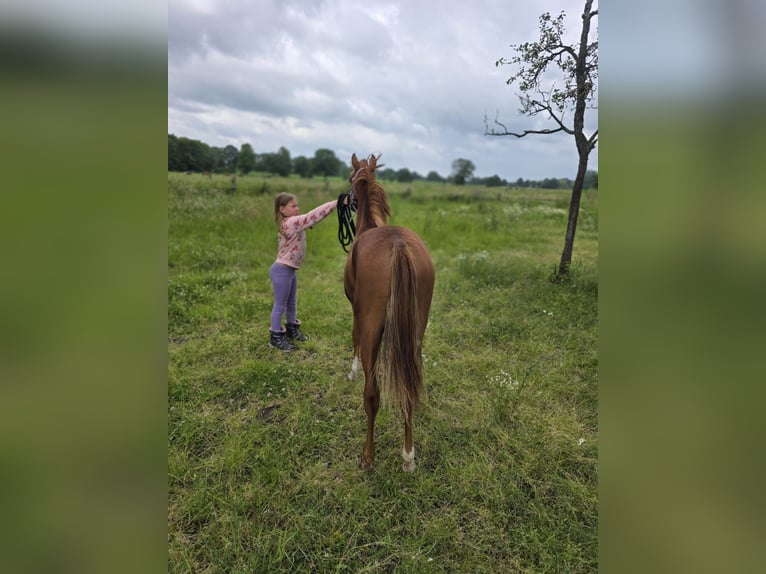 Pony tedesco Giumenta 1 Anno 146 cm Sauro in Dinslaken