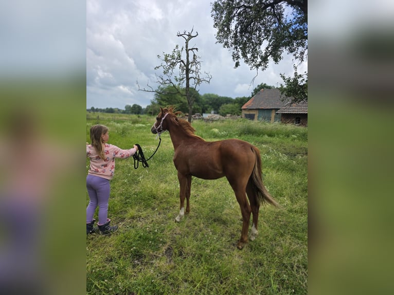 Pony tedesco Giumenta 1 Anno 146 cm Sauro in Dinslaken