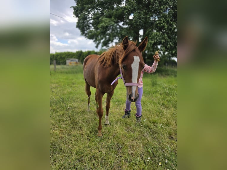 Pony tedesco Giumenta 1 Anno 146 cm Sauro in Dinslaken
