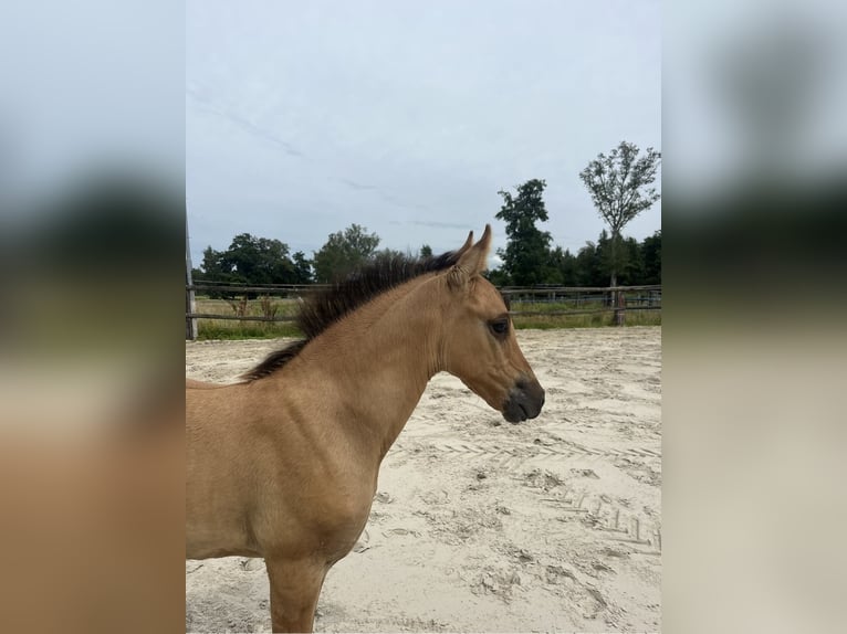 Pony tedesco Giumenta 1 Anno 147 cm Falbo in Rastede