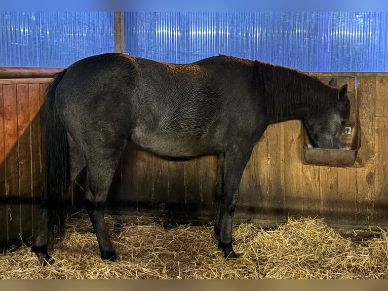 Pony tedesco Giumenta 1 Anno 147 cm Può diventare grigio in Westerstede