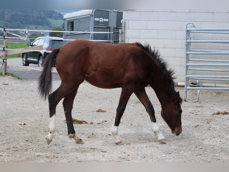 Pony tedesco Mix Giumenta 1 Anno 148 cm Baio in Waldshut-Tiengen