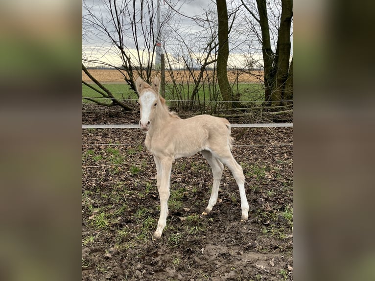 Pony tedesco Giumenta 1 Anno 148 cm Dunalino in Neuss