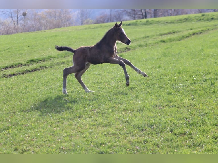 Pony tedesco Giumenta 1 Anno 148 cm Pelle di daino in St.Georgen an der Leys