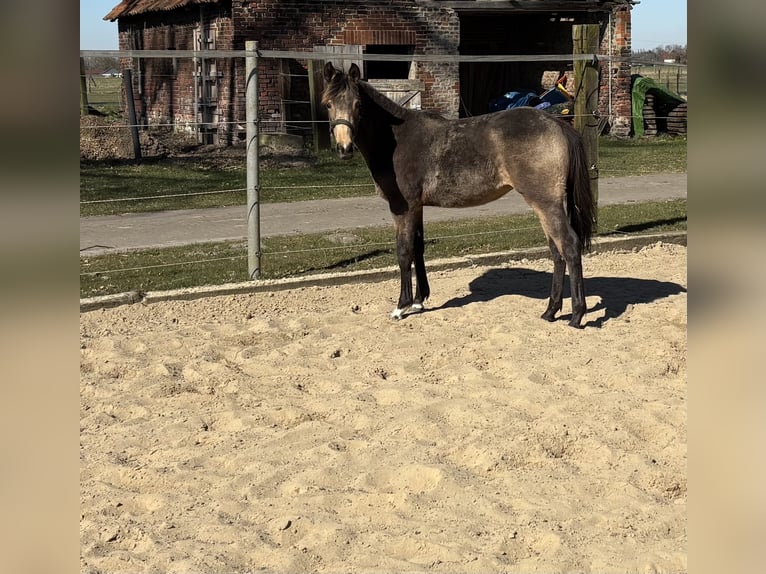 Pony tedesco Giumenta 1 Anno 148 cm Pelle di daino in Hille