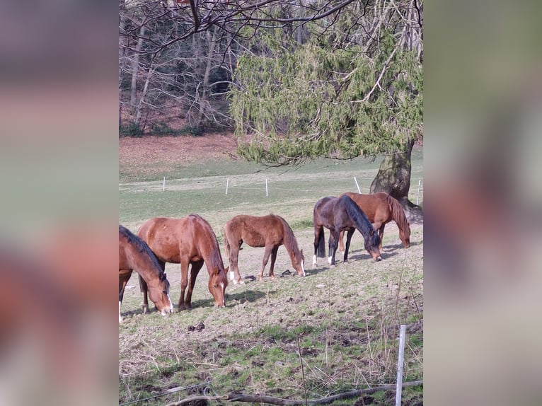 Pony tedesco Giumenta 1 Anno 148 cm Sauro scuro in Wipperf&#xFC;rth