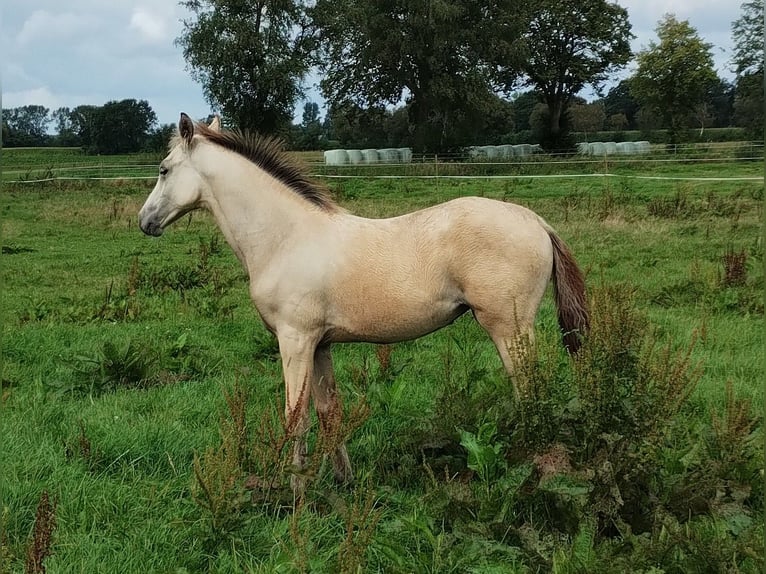 Pony tedesco Giumenta 1 Anno 155 cm Pelle di daino in Lathen