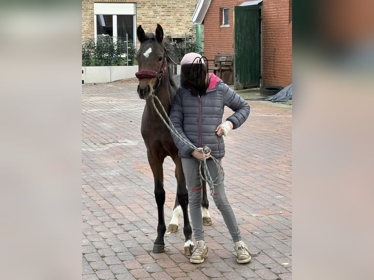Pony tedesco Giumenta 1 Anno Baio in Vechta