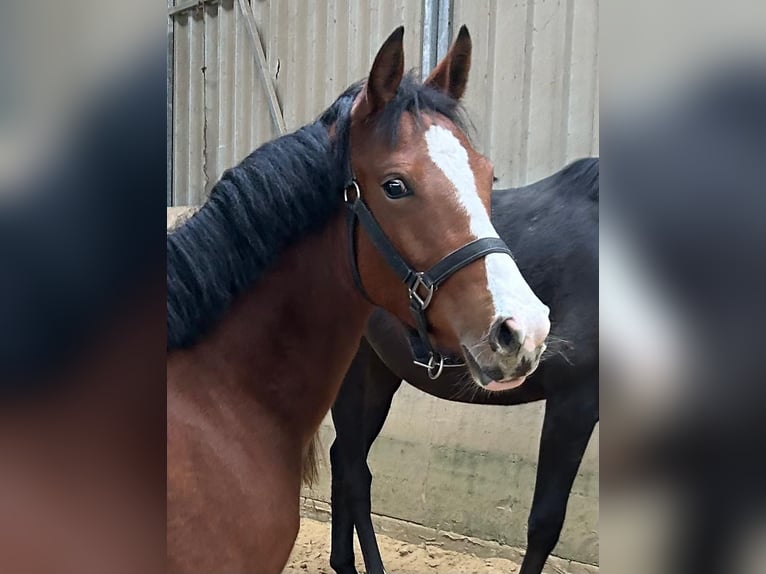 Pony tedesco Giumenta 1 Anno Baio in Datteln