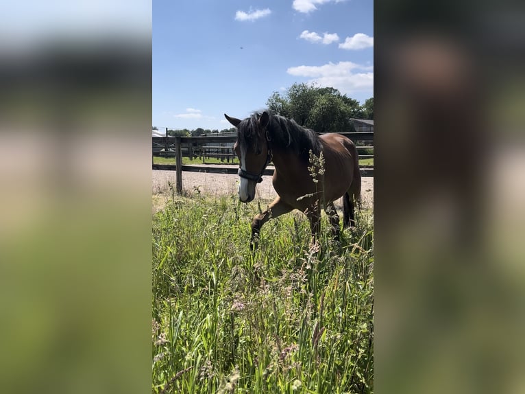 Pony tedesco Giumenta 1 Anno Baio in Datteln