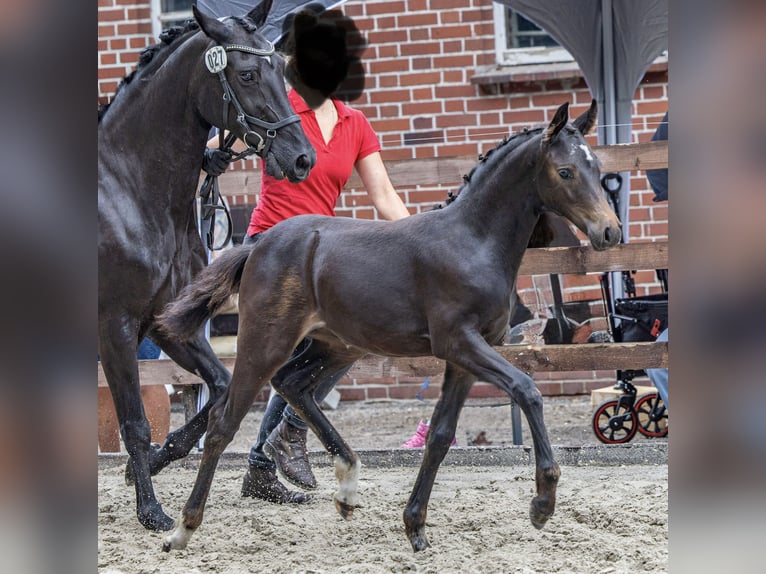 Pony tedesco Giumenta 1 Anno Baio scuro in Alfhausen