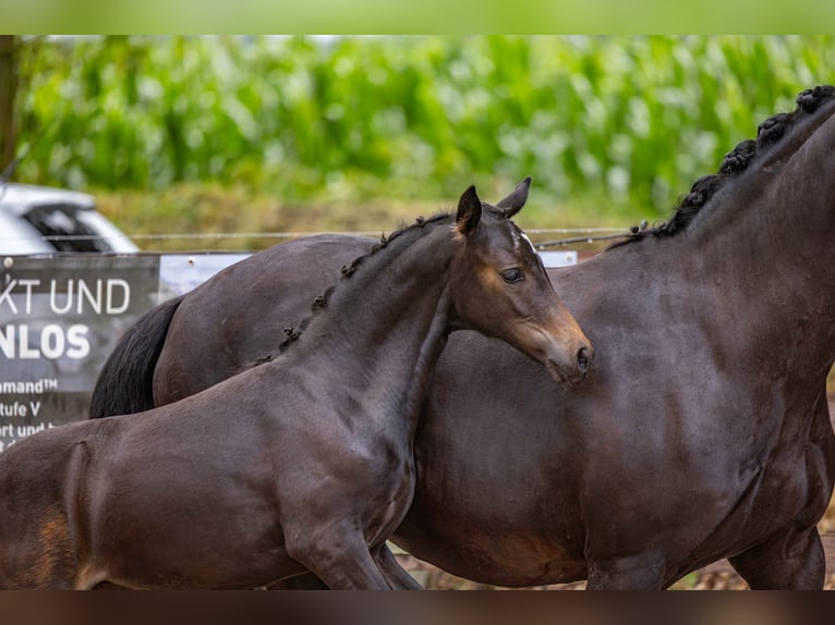 Pony tedesco Giumenta 1 Anno Baio scuro in Alfhausen