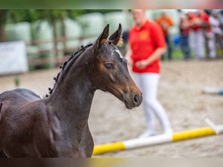Pony tedesco Giumenta 1 Anno Baio scuro in Alfhausen