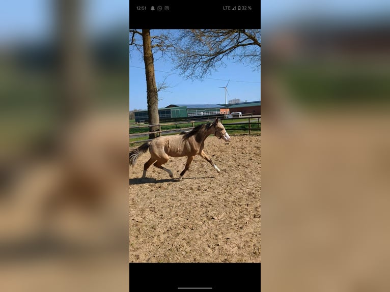 Pony tedesco Giumenta 1 Anno Falbo in Vreden