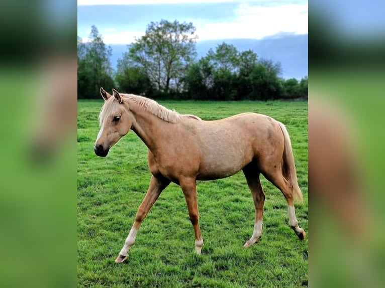 Pony tedesco Giumenta 1 Anno Palomino in Friesack