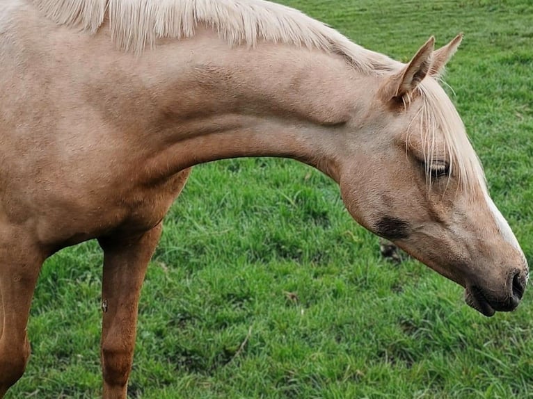 Pony tedesco Giumenta 1 Anno Palomino in Friesack