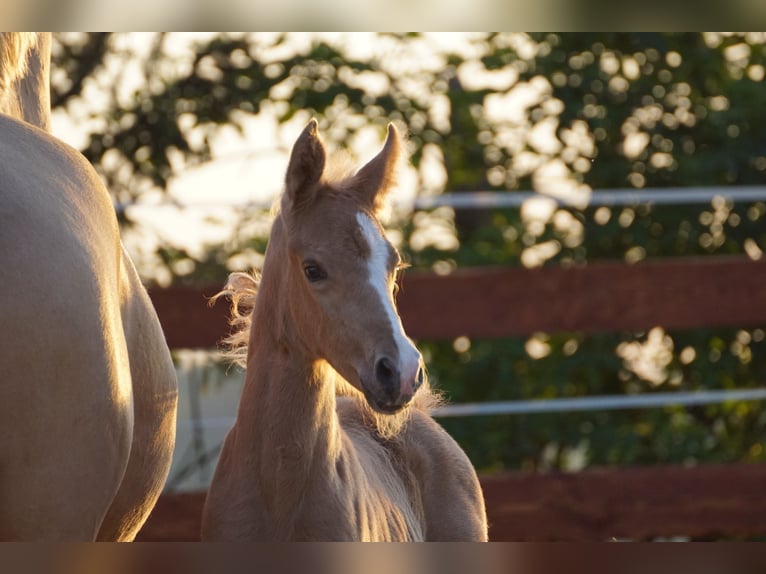 Pony tedesco Giumenta 1 Anno Palomino in OverathOverath