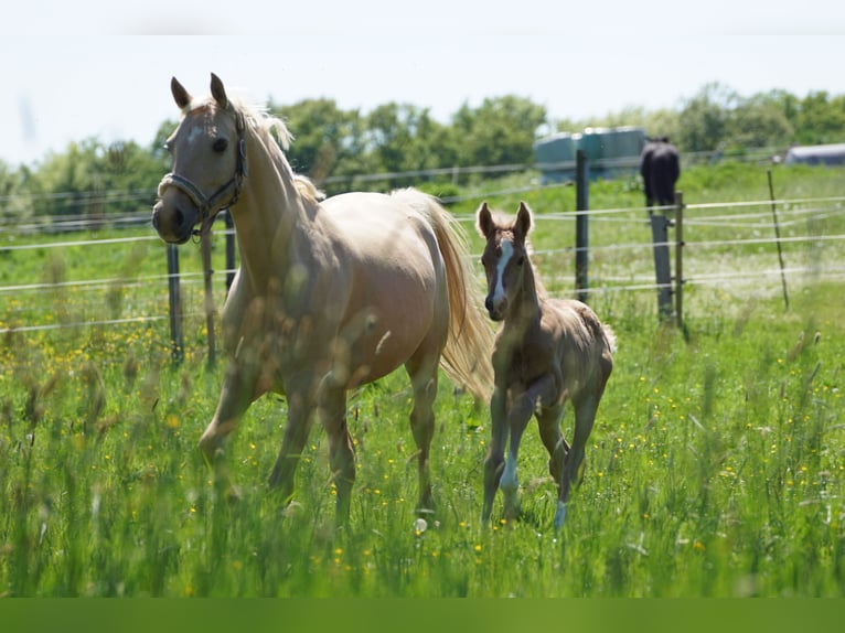 Pony tedesco Giumenta 1 Anno Palomino in OverathOverath