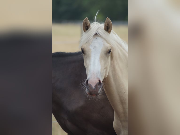 Pony tedesco Giumenta 1 Anno Palomino in Neuenkirchen-Vörden