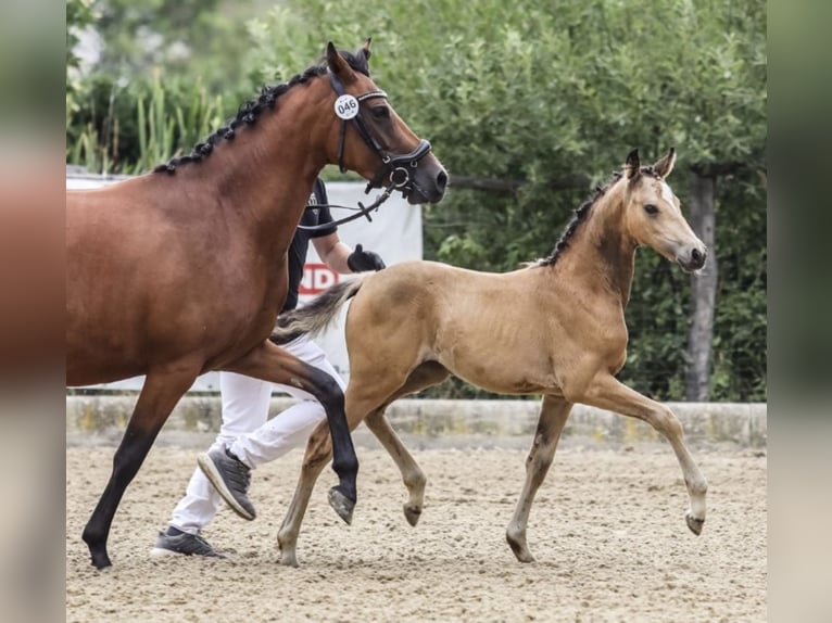 Pony tedesco Giumenta 1 Anno Pelle di daino in Pitten