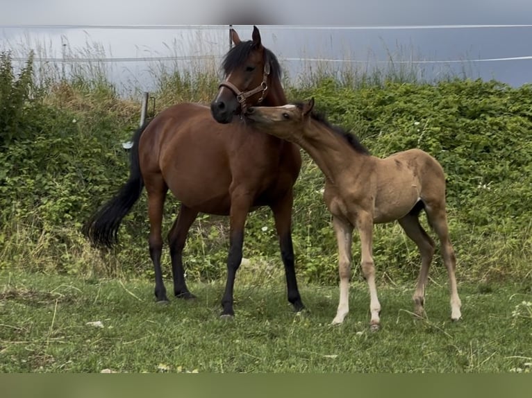 Pony tedesco Giumenta 1 Anno Pelle di daino in Pitten