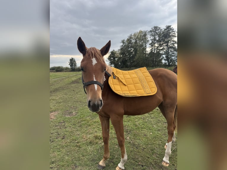 Pony tedesco Giumenta 1 Anno Sauro in Bismark (Altmark)