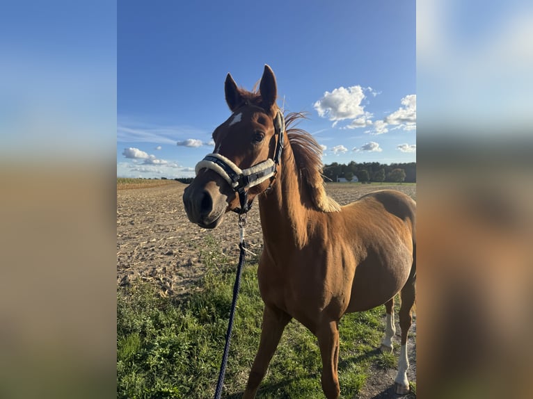 Pony tedesco Giumenta 1 Anno Sauro in Bismark (Altmark)
