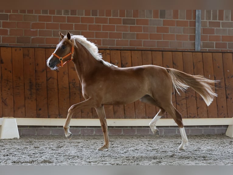 Pony tedesco Giumenta 1 Anno Sauro in Cappeln