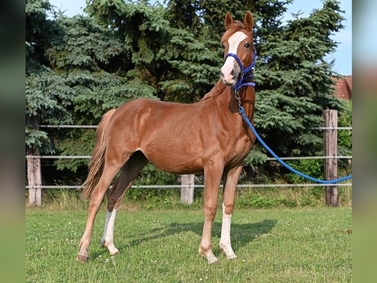 Pony tedesco Giumenta 1 Anno Sauro in Reichenwalde