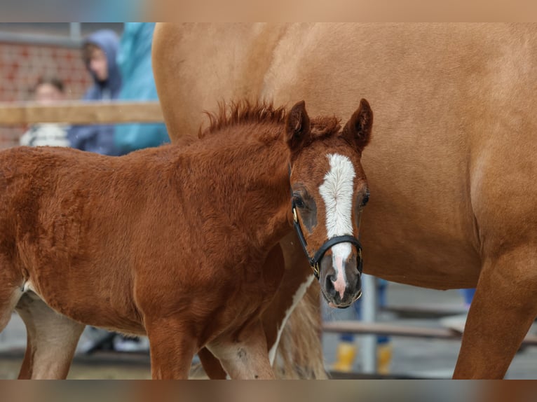 Pony tedesco Giumenta 1 Anno Sauro in Hünxe