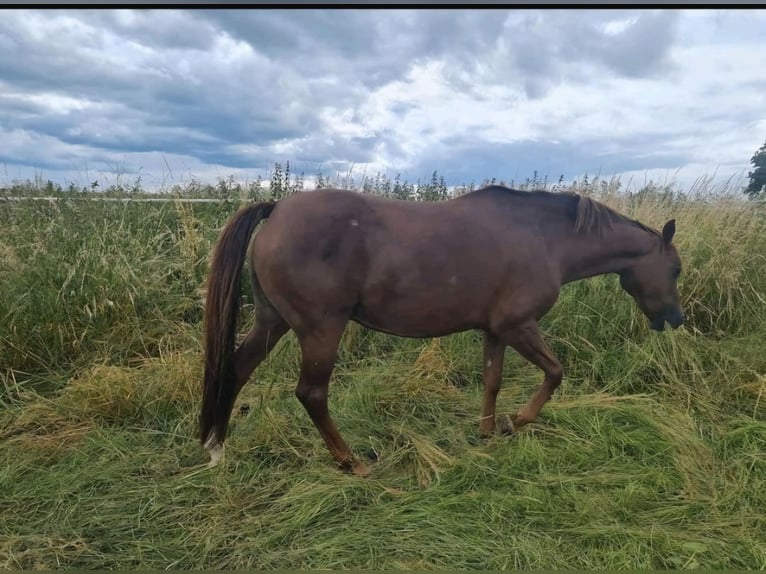 Pony tedesco Giumenta 20 Anni in Algermissen