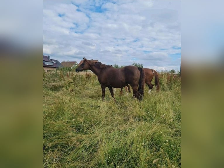 Pony tedesco Giumenta 20 Anni in Algermissen