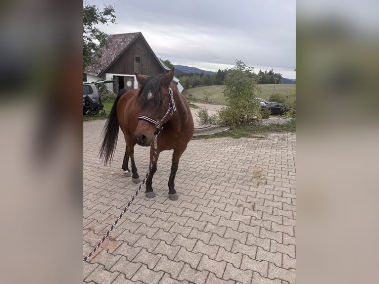 Pony tedesco Giumenta 21 Anni 138 cm Baio scuro in Wolfach