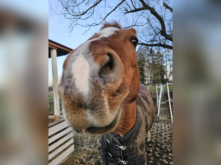 Pony tedesco Giumenta 21 Anni 142 cm Sauro in Landsberg