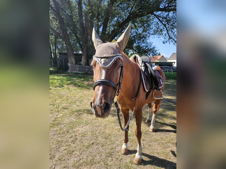 Pony tedesco Giumenta 21 Anni 142 cm Sauro in Landsberg