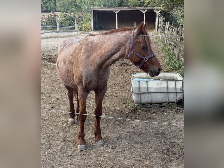 Pony tedesco Giumenta 21 Anni 147 cm Grigio rossastro in Weiterstadt