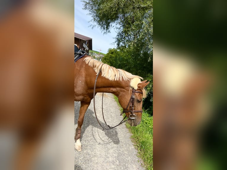 Pony tedesco Giumenta 21 Anni 149 cm in Gossau ZH