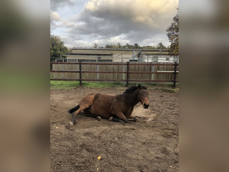 Pony tedesco Giumenta 21 Anni 150 cm Baio in Budenheim